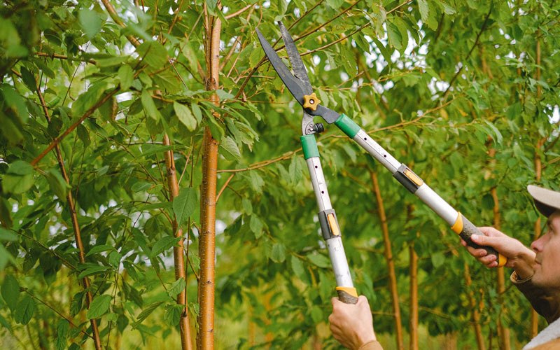 Tree trimming in Willseyville, NY
